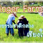 Ginger Farm - Chiangmai - Kids - activities