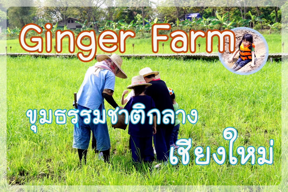 Ginger Farm - Chiangmai - Kids - activities